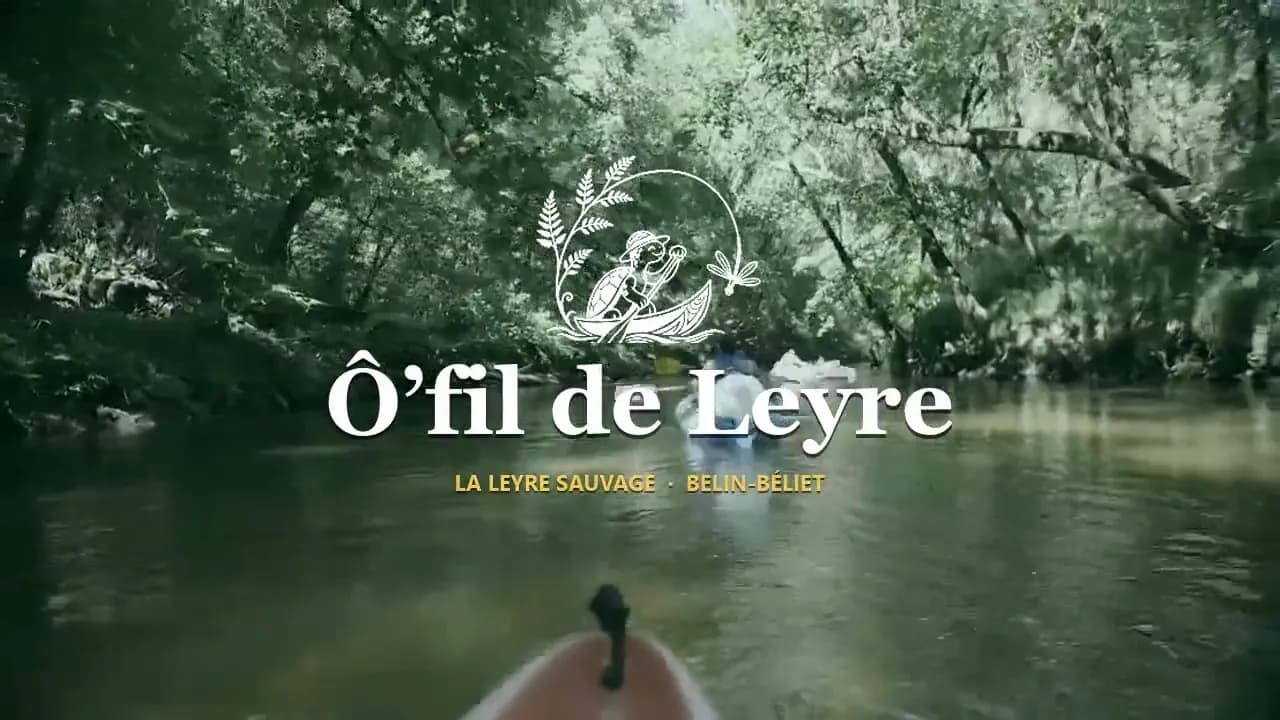 Descente en canoë sur la Leyre, entre les arbres de la forêt landaise
